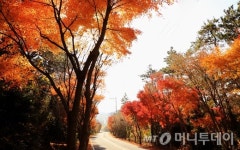 느림의 섬 청산도에서 단풍구경과 힐링을...