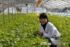 일본열도 뒤흔든 들깨 아줌마의 힘