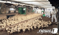 충북서 9일 AI 의심신고…닭 9만마리 살처분 결정