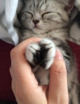 비비엔느와 그녀의 고양이 두 마리