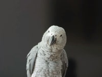 우리집 겸둥이들 15마리