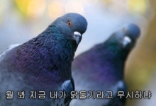 [꿀빵]AI 때문에 난리난 닭·오리… 비둘기야, 넌 괜찮다고?