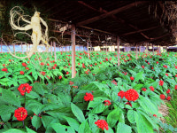 [박동철 충남 금산군수]사람 닮은 인삼(人蔘)의 고장, 금산