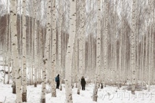 [이호준의 길위의 편지] 자작나무 숲에서 겨울을 전송한다