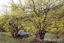 [이호준의 길위의 편지] 산수유 천국, 띠띠미마을에 가다