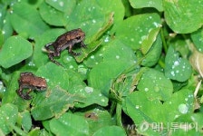 황소개구리인줄 알고 먹은 두꺼비… 50대 남성 사망