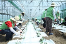 농협유통 창동점, 토마토 모종 심기 등 농촌일손 도와