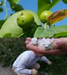 농협, 충남 예산 등 우박피해지역 전방위 지원