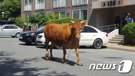 도축장 향하던 소 탈출, 도심 50분간 활보하다 붙잡혀  