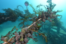[정영훈 한국수산자원관리공단 이사장]연안 생태계 파괴 심각, ‘바다숲’ 통해 회복