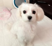 여행 가려 동물병원에 강아지 맡겼는데…주인 모르게 안락사 