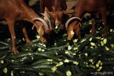 염소먹이 구하려다… 쓰러지는 나무에 70대 숨져