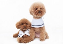 반려동물 전성시대, 견(犬)공 의상도 세련되게