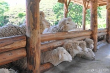 관광객이 꼽은 강원도 선호지역 1위는?