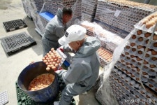 살충제 쇼크 계란값 얼마나 오를까