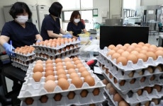 [살충제 계란]농식품부, 살충제 재검사 46% 완료…부적합 농장 없어
