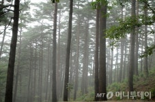 산림청, 올해 산림조경 숲·경관 숲 38개소 조성