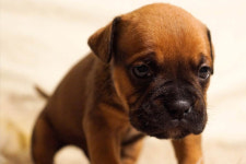 혹시, 우리 강아지 인공수정으로 임신 될까요?