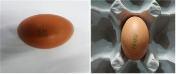 김옥순·제일농장 계란서 살충제 성분 검출