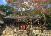 [이호준의 길위의 편지] 불갑사 배롱나무가 준 선물