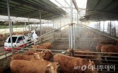 전국 우제류 가축시장 폐쇄 23일까지 2주간 연장