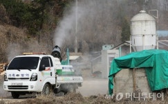 김포 돼지농장서 또 구제역 발생