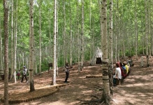 [이호준의 길위의 편지]늦봄의 자작나무 숲을 가다