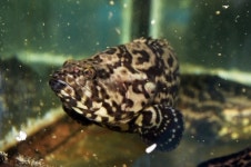 ㈜아쿠아바이오텍, 대왕범바리 어종 첫 출하