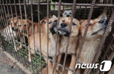 [유승목의 개人주의]개고기? 메뉴서 뺐어요…보신탕집 썰렁
