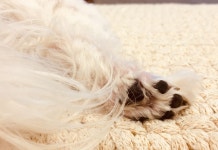 강아지 발바닥 꼬순내, 왜 날까?