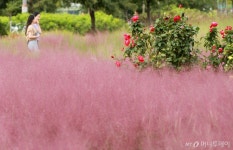[사진]분홍빛 가을