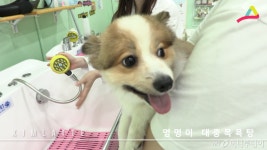 [MUFFLER] 댕댕이의 목욕 : #대중목욕탕 #강아지 스파