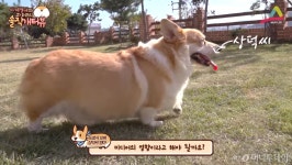 [MUFFLER] 웰시코기, 유행따라 키우지 마세요 4인7견 개터뷰