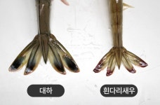 [바다정보다잇다] 대하의 진실 1.수산시장 전문가가 알려주는 대하 구별법