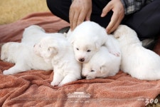 [사진]金위원장 선물한 평화의 풍산개 곰이 2세들 사진 공개