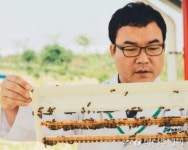붕괴 위기 토종벌 새 품종으로 기지개
