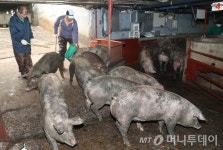 충남 신성식품 등 10곳 도축장 평가서 재평가