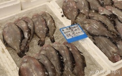 [바다정보다잇다] 제철 맞은 가자미 12종 비교 