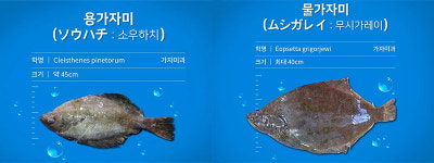 [바다정보다잇다] 제철 맞은 가자미 12종 비교 