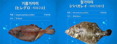 [바다정보다잇다] 제철 맞은 가자미 12종 비교 