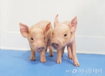 옵티팜, 5세대 메디피그 생산 성공 이종장기 개발 선도
