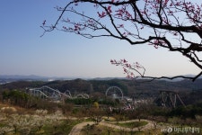 5060 세대도 즐겨라…에버랜드 하늘매화길 가볼까