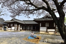 [사진]꽃비 내리는 나주 목사내아