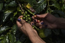 브라질발 소용돌이…커피원두 하락에 짐싸는 중남미 농민들