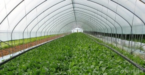 [신상품라운지]현대그린푸드, 폴리페놀 채소 3종 출시