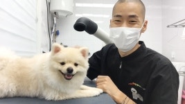 [영상]미용하면 사나워지던 강아지, 이 남자 앞에 온순해졌다