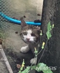군산서 머리에 못 박힌 고양이 발견…동물학대 의심