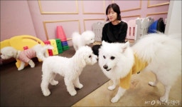 7월 한달 반려견 12만마리 등록…중성화 60%