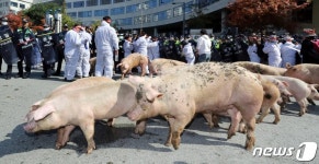 [포토 is] 돼지 잔반사료 왜 안되나… 농민 뿔났다