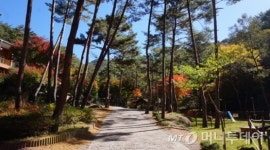 산림청, 11월 국유림 명품숲 검마산 금강송 숲 선정